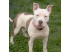 Adopt Kane a Pit Bull Terrier