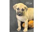 Adopt Ollie a Boxer, American Staffordshire Terrier