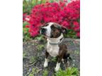 Adopt Bug a Pit Bull Terrier