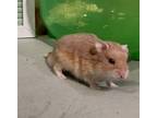 Adopt Pia Colada a Dwarf Hamster