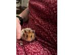 Adopt Trevor a Hamster