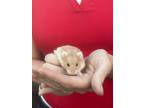 Adopt Forklift a Dwarf Hamster