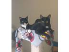 Adopt Jake/Jay a Tuxedo