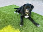 Adopt Lennox a Labrador Retriever