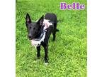 Adopt BELLE a German Shepherd Dog