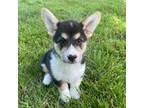Cardigan Welsh Corgi Puppy for sale in Roaring River, NC, USA