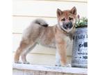 Shiba Inu Puppy for sale in Sioux Falls, SD, USA