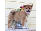 Shiba Inu Puppy for sale in Sioux Falls, SD, USA