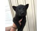 German Shepherd Dog Puppy for sale in Aberdeen, MS, USA