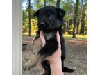 German Shepherd Dog Puppy for sale in Aberdeen, MS, USA