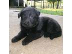 German Shepherd Dog Puppy for sale in Aberdeen, MS, USA