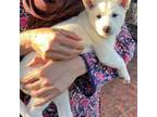 Shiba Inu Puppy for sale in Richmond, TX, USA