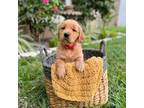 Golden Retriever Puppy for sale in Valrico, FL, USA