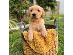 Golden Retriever Puppy for sale in Valrico, FL, USA