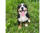 Bernese Mountain Dog Puppy for sale in Peoria, IL, USA