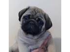 Pug Puppy for sale in Delavan, WI, USA