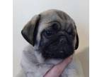 Pug Puppy for sale in Delavan, WI, USA