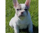 French Bulldog Puppy for sale in Rock Stream, NY, USA