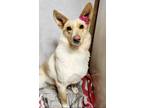 Adopt Mercy a Shepherd, Husky