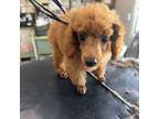 Poodle (Toy) Puppy for sale in Parkersburg, IA, USA