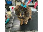 Poodle (Toy) Puppy for sale in Parkersburg, IA, USA