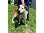 Adopt Jessie a Saint Bernard