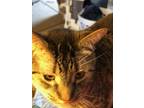 Adopt Ronda a Tiger, Domestic Short Hair