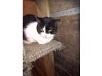 Adopt Fleur a Domestic Short Hair