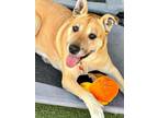 Adopt BLONDIE a Pit Bull Terrier