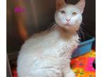 Adopt Alis a Domestic Short Hair