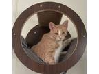 Adopt Auggie a Domestic Short Hair