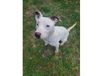 Adopt Petey a Staffordshire Bull Terrier