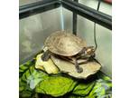 Adopt Pink-bellied Sideneck Turtle a Turtle