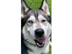 Adopt Brady a Alaskan Malamute, Husky