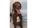 Adopt Booker a German Shorthaired Pointer