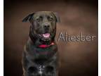 Adopt Aleister a Labrador Retriever, Chow Chow