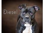 Adopt Diesel a Pit Bull Terrier, Cane Corso