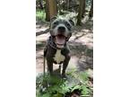 Adopt EDAM a Pit Bull Terrier