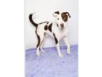 Adopt Wishbone a American Staffordshire Terrier