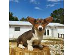 Pembroke Welsh Corgi Puppy for sale in Inverness, FL, USA