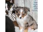 Pembroke Welsh Corgi Puppy for sale in Lind, WA, USA