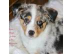 Pembroke Welsh Corgi Puppy for sale in Lind, WA, USA