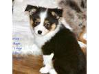 Pembroke Welsh Corgi Puppy for sale in Lind, WA, USA