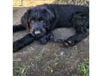 Labradoodle Puppy for sale in Mount Pleasant, MI, USA