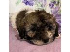 Mutt Puppy for sale in Siler City, NC, USA