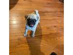 Pug Puppy for sale in Bryant, IN, USA