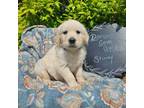 Golden Retriever Puppy for sale in Bridgeport, AL, USA