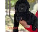 Schnauzer (Giant) Puppy for sale in Ocala, FL, USA
