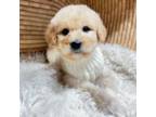 Labradoodle Puppy for sale in Adamsville, TN, USA