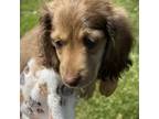 Dachshund Puppy for sale in Roanoke, VA, USA